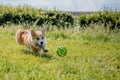 Dog breeds corgi runs off on a walk with the ball Royalty Free Stock Photo