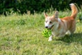 Dog breeds corgi runs off on a walk with the ball Royalty Free Stock Photo