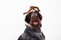 Dog breeds drathar in cap pilot helmet Royalty Free Stock Photo