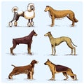 Dog breeds engraved, hand drawn vector illustration