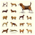 Dog breeds engraved, hand drawn vector illustration