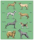 Dog breeds engraved, hand drawn vector illustration in woodcut scratchboard style, vintage drawing species.