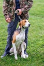 Dog of breeds Estonian hound on the leash. The owner holds the dog on the leash_