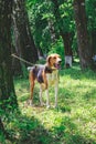 Dog of breeds Estonian hound in a park between trees_