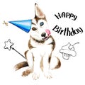 The dog breeds husky. Cute puppy with blue eyes. Birthday. Isolated on white background.