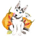 The dog breeds husky. Cute puppy with blue eyes. Isolated on white background. Autumn harvest, pumpkin.