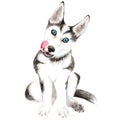 The dog breeds husky. Cute puppy with blue eyes. Isolated on white background.