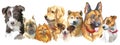 Dog breeds set Royalty Free Stock Photo