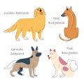 Dog breeds Set 4 . Flat shape and pencil line drawing design . Vector