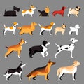 Dog breeds set. Vector flat illustration. Pets icons collection