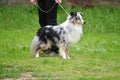 Dog breeds of shelties Royalty Free Stock Photo