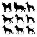 Dog breeds silhouettes set. High detailed, smooth vector illustration Royalty Free Stock Photo