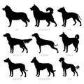 Dog breeds silhouettes set. High detailed, smooth vector illustration Royalty Free Stock Photo