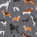 Dog breeds vector seamless pattern illustration. Big size dogs for home pets, bulldog, spaniel, poodel and corg Royalty Free Stock Photo