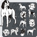 Dog Breeds - vector set Royalty Free Stock Photo