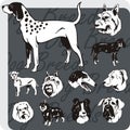 Dog Breeds - vector set Royalty Free Stock Photo