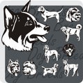 Dog Breeds - vector set Royalty Free Stock Photo