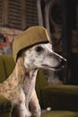 Dog breeds Whippet in the clothes of a soldier