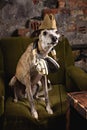 Dog breeds Whippet in the clothes of a soldier