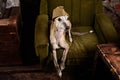 Dog breeds Whippet in the clothes of a soldier