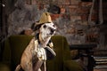 Dog breeds Whippet in the clothes of a soldier