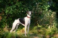 Dog breeds whippet, greyhound hunting dogs