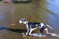 Dog breeds whippet on summer nature. A dog in the water plays wi