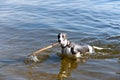 Dog breeds whippet on summer nature. A dog in the water plays wi