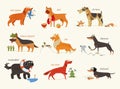 Dog breeds. Working dogs