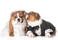 Dog bride and groom Royalty Free Stock Photo