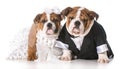 Dog bride and groom Royalty Free Stock Photo