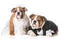 Dog bride and groom Royalty Free Stock Photo