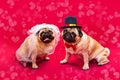 Dog bride and groom. Two pugs. Dog wedding. Bride and groom Royalty Free Stock Photo