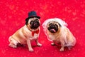 Dog bride and groom. Two pugs. Dog wedding. Bride and groom Royalty Free Stock Photo