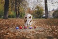 The dog among the bright autumn leaves plays ball