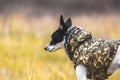 Dog in a bright field. Red color background. Portrait of basenji walking with man`s best friend Royalty Free Stock Photo