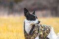 Dog in a bright field. Red color background. Portrait of basenji walking with man`s best friend Royalty Free Stock Photo