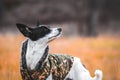 Dog in a bright field. Red color background. Portrait of basenji walking with man`s best friend Royalty Free Stock Photo