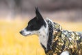 Dog in a bright field. Red color background. Portrait of basenji walking with man`s best friend Royalty Free Stock Photo