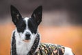 Dog in a bright field. Red color background. Portrait of basenji walking with man`s best friend Royalty Free Stock Photo