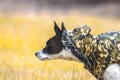 Dog in a bright field. Red color background. Portrait of basenji walking with man`s best friend Royalty Free Stock Photo