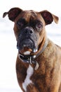 Dog brindle boxer in collar winter white background, listening i Royalty Free Stock Photo