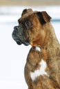 Dog brindle boxer in collar winter white background, listening i Royalty Free Stock Photo