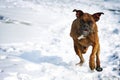 Dog brindle boxer running in the winter in the snow, fun games d Royalty Free Stock Photo