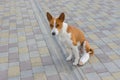 Dog with broken bandaged hind feet sitting on a pavement