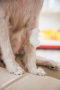 Dog broken leg with bandage in veterinary clinic Royalty Free Stock Photo