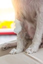 Dog broken leg with bandage in veterinary clinic Royalty Free Stock Photo