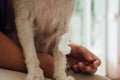 Dog broken leg with bandage in veterinary clinic Royalty Free Stock Photo