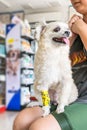 Dog broken leg with bandage in veterinary clinic Royalty Free Stock Photo