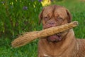 Dog with a broom
